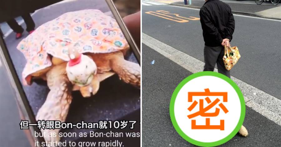 日本一對夫妻養了只烏龜，每天精心照料！26年后，事情變得不對勁兒了...