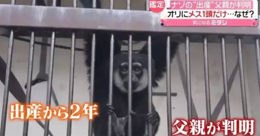 日本動物園一獨居母猿意外產子，園長調查2年終發現真相。長臂猿表示：我不是只有手長